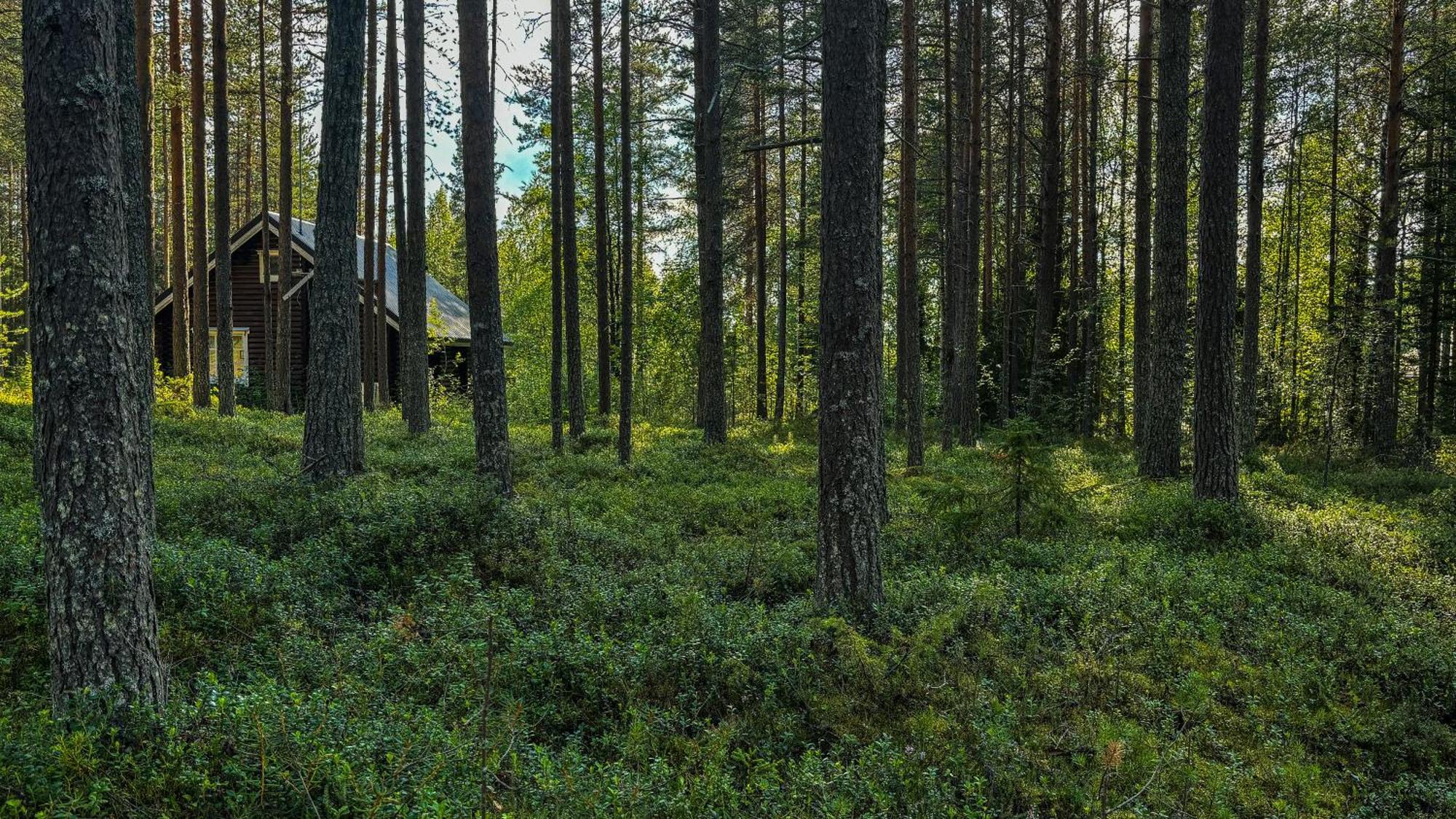 Sky Lodging ~ Sleeping Under The Stars Rovaniemi Dış mekan fotoğraf