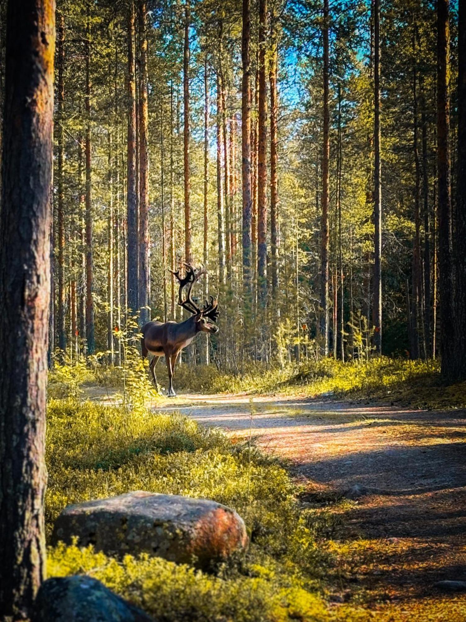Sky Lodging ~ Sleeping Under The Stars Rovaniemi Dış mekan fotoğraf